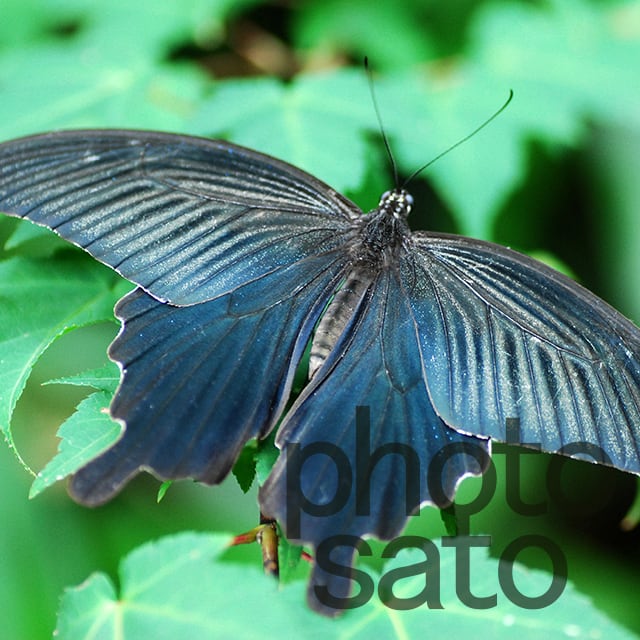 photosatoは山里の風景写真を素材として販売・展示しております。