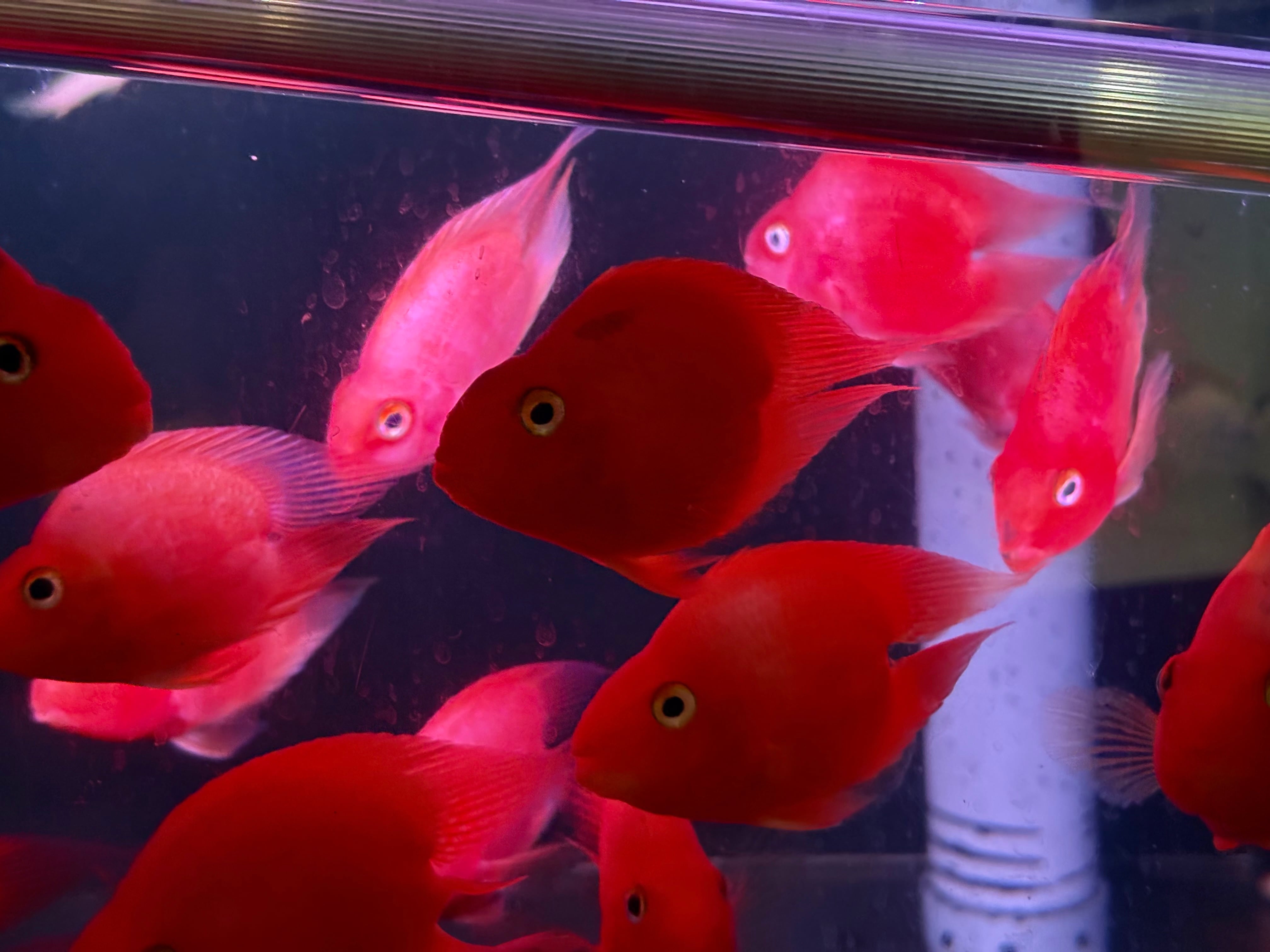 ハートテール キングコングパロット ±10cm | 熱帯魚買取販売店 ブンキャオ