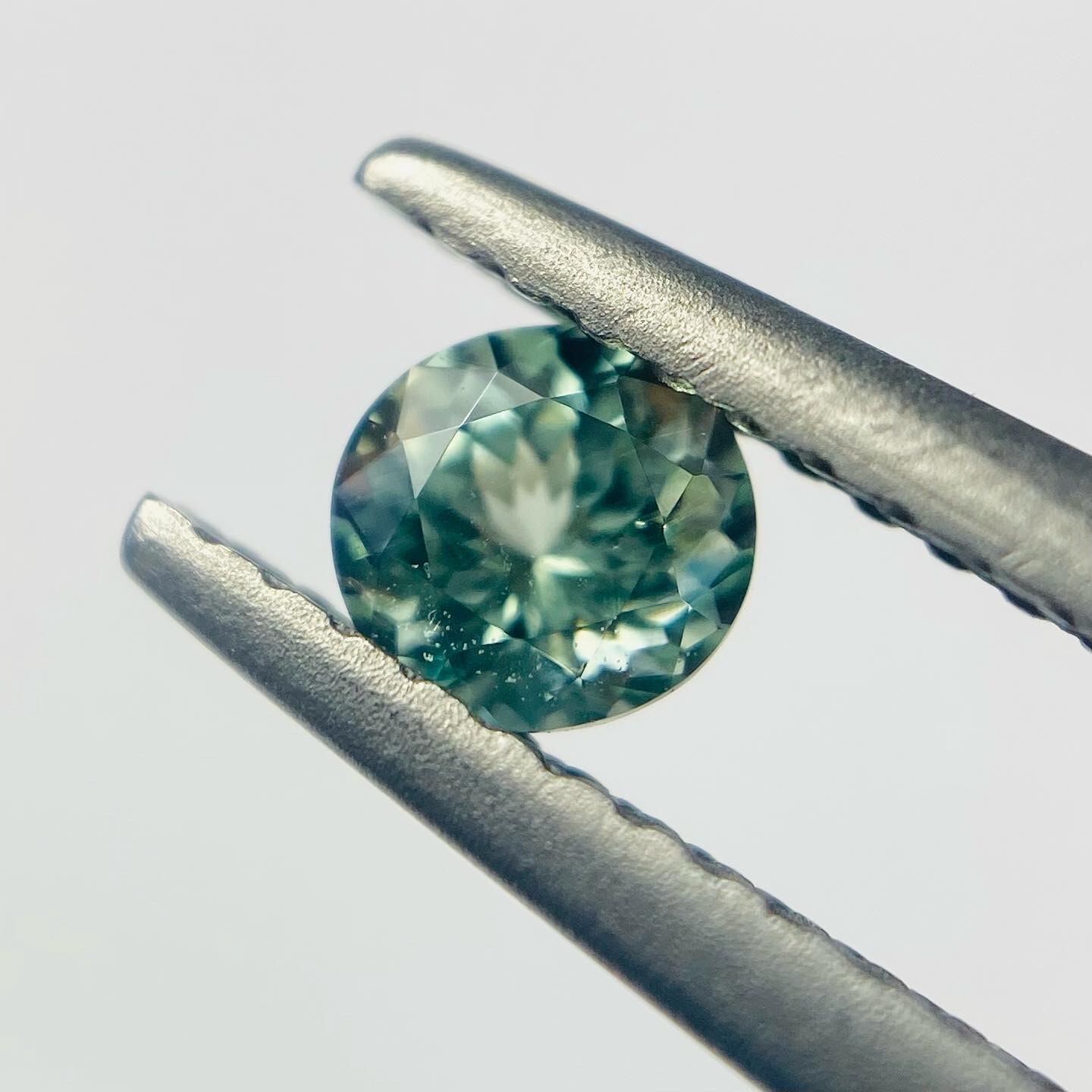 春の光キラキラ　コーネルピン