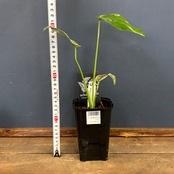 モンステラ ホワイトモンスター【640】