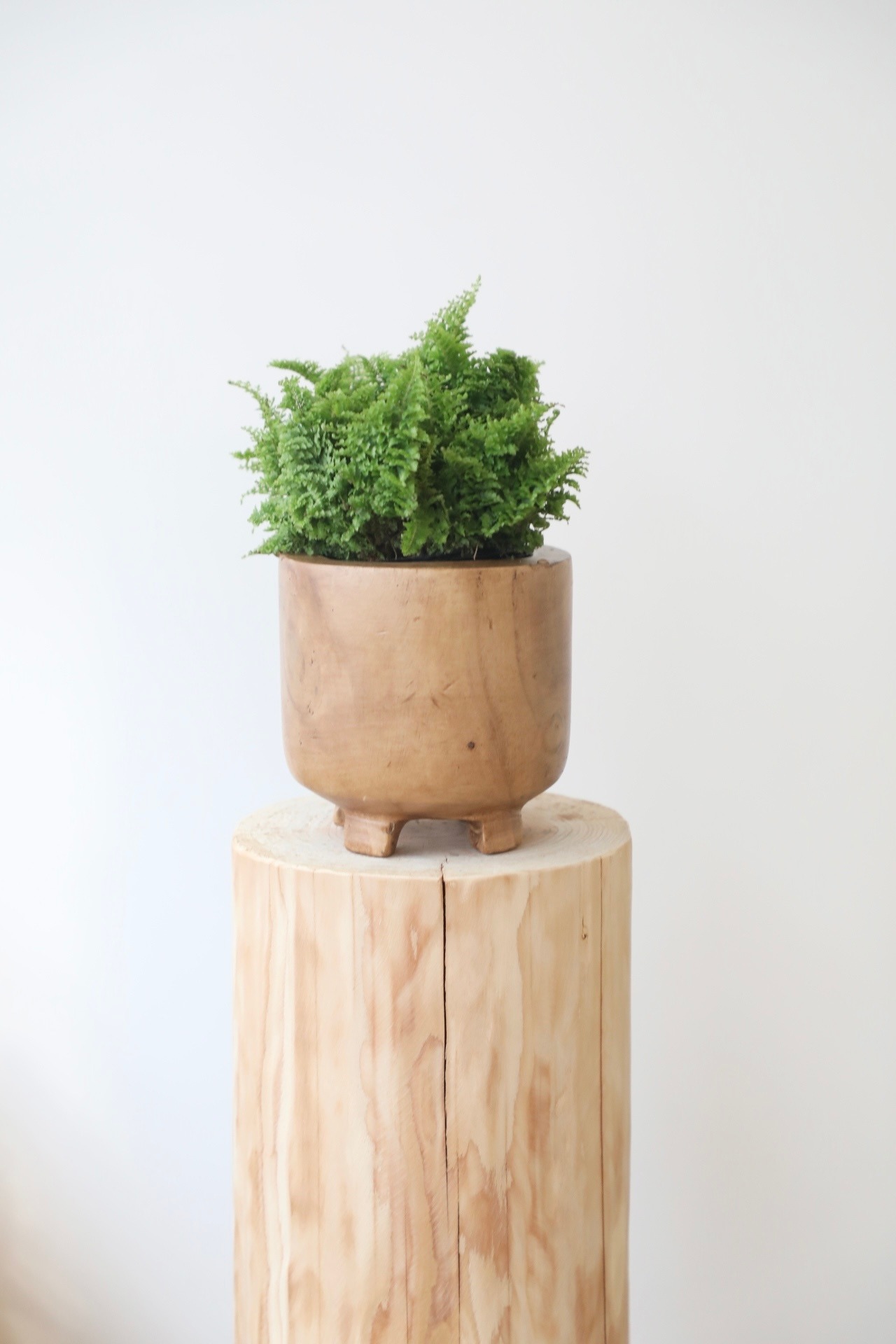 スコッチシダ/Scott Fern　ウッドポット付き