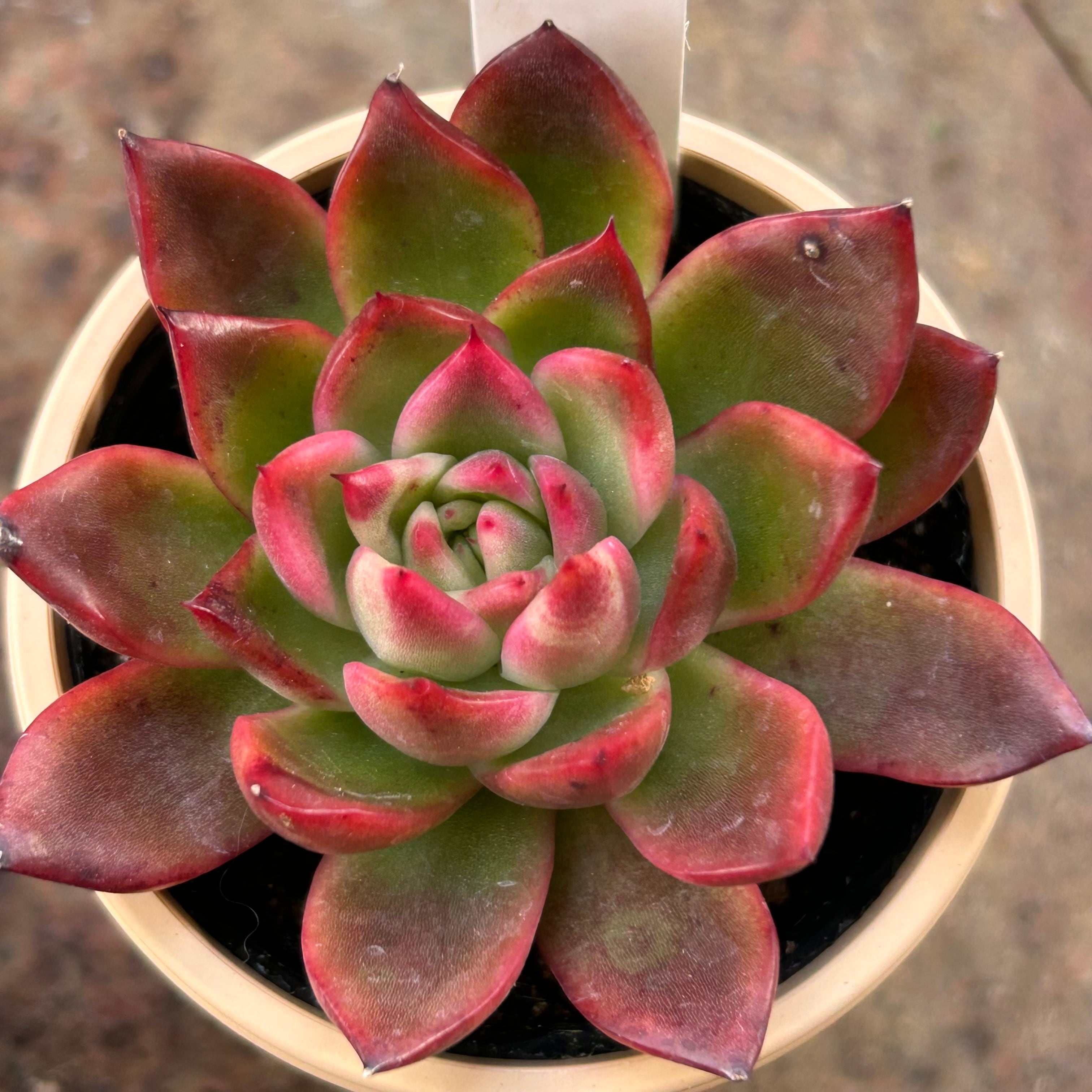 相府連 | RuPo 多肉植物専門店