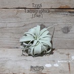 【送料無料】キセログラフィカ S〔エアプランツ〕現品発送T2356