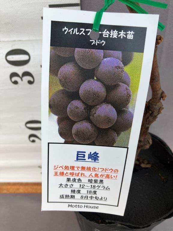長野パープル　特大苗木　鉢100L 葡萄　山葡萄苗木　2メートル　直立4本出し ぶどう 巨峰 ウイルスフリー接木苗 | 日本ライン花木センター