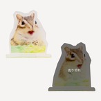 アクリルフィギュア/シマリス写真