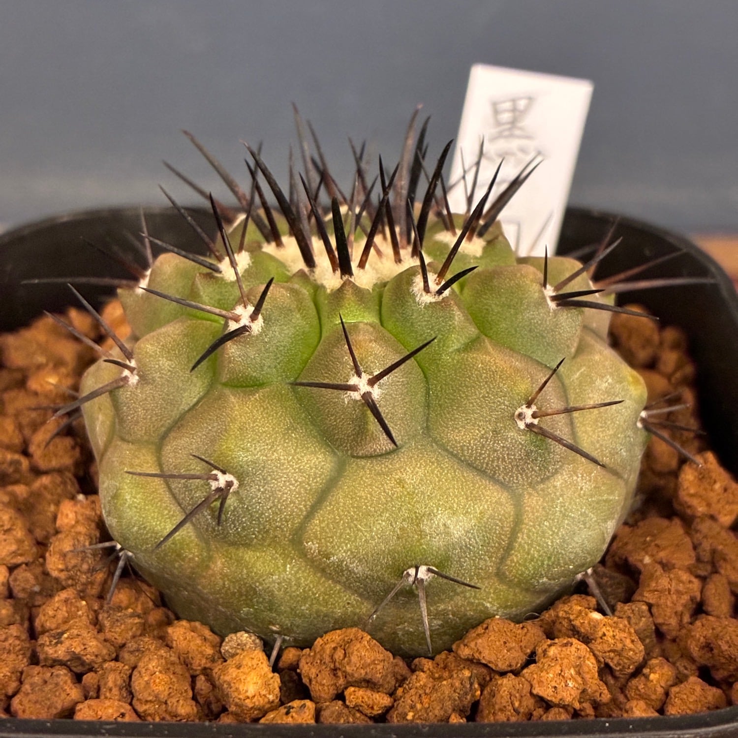 Copiapoa】サボテン コピアポア 黒王丸実生【790】 | PROTOLEAF プロト