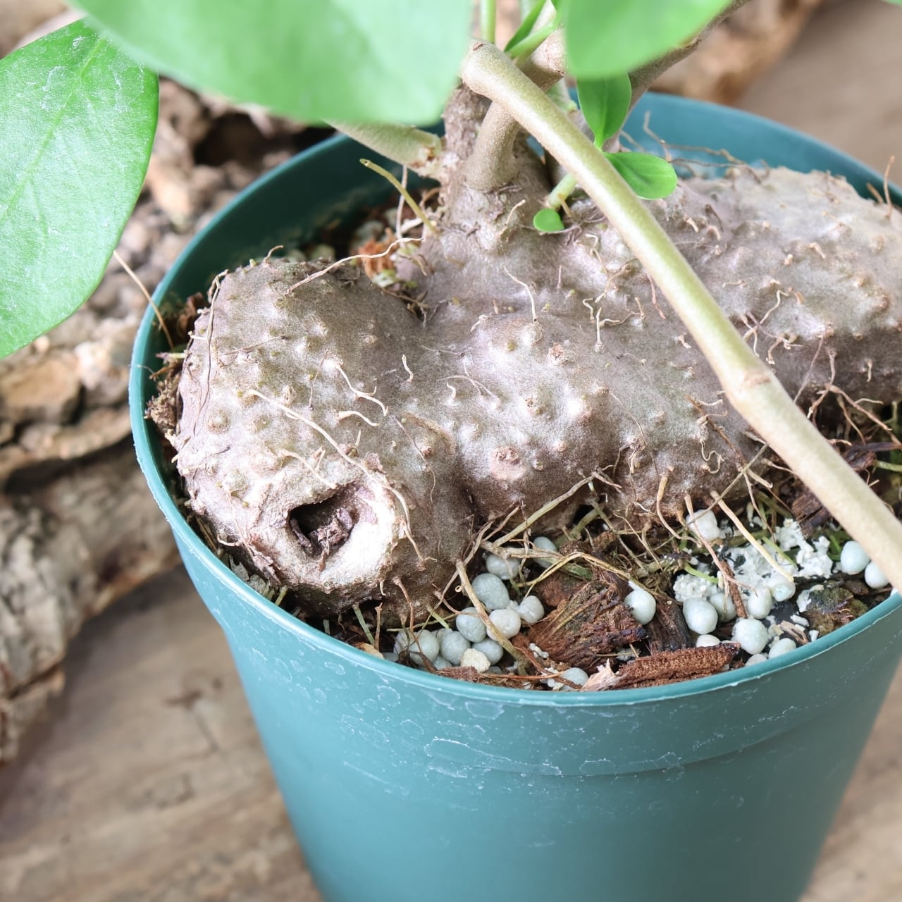 359 アリと共生する不思議植物『ヒドノフィツム フォルミカルム』観葉