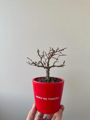 【極上品】Operculicarya pachypus × ボクタノ鉢【美しすぎる実生苗】オペルクリカリア パキプス