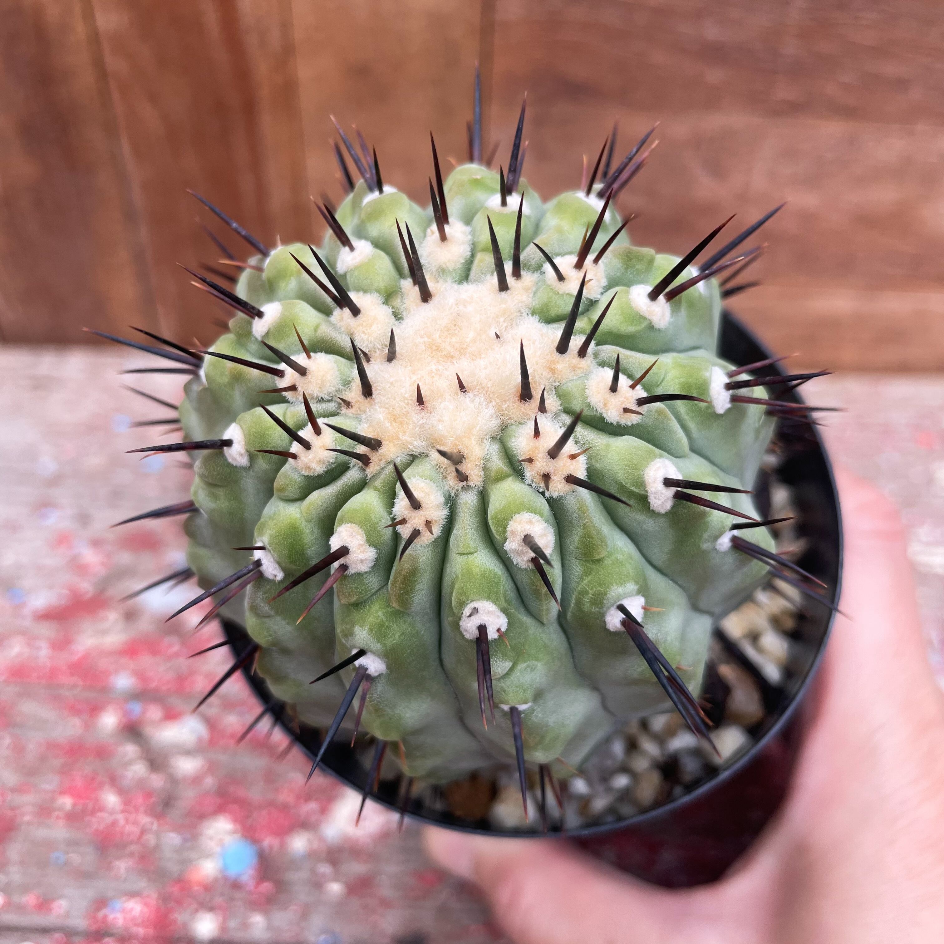 現地球　孤竜丸　特大株　コピアポア 現地球孤竜丸特大株コピアポア