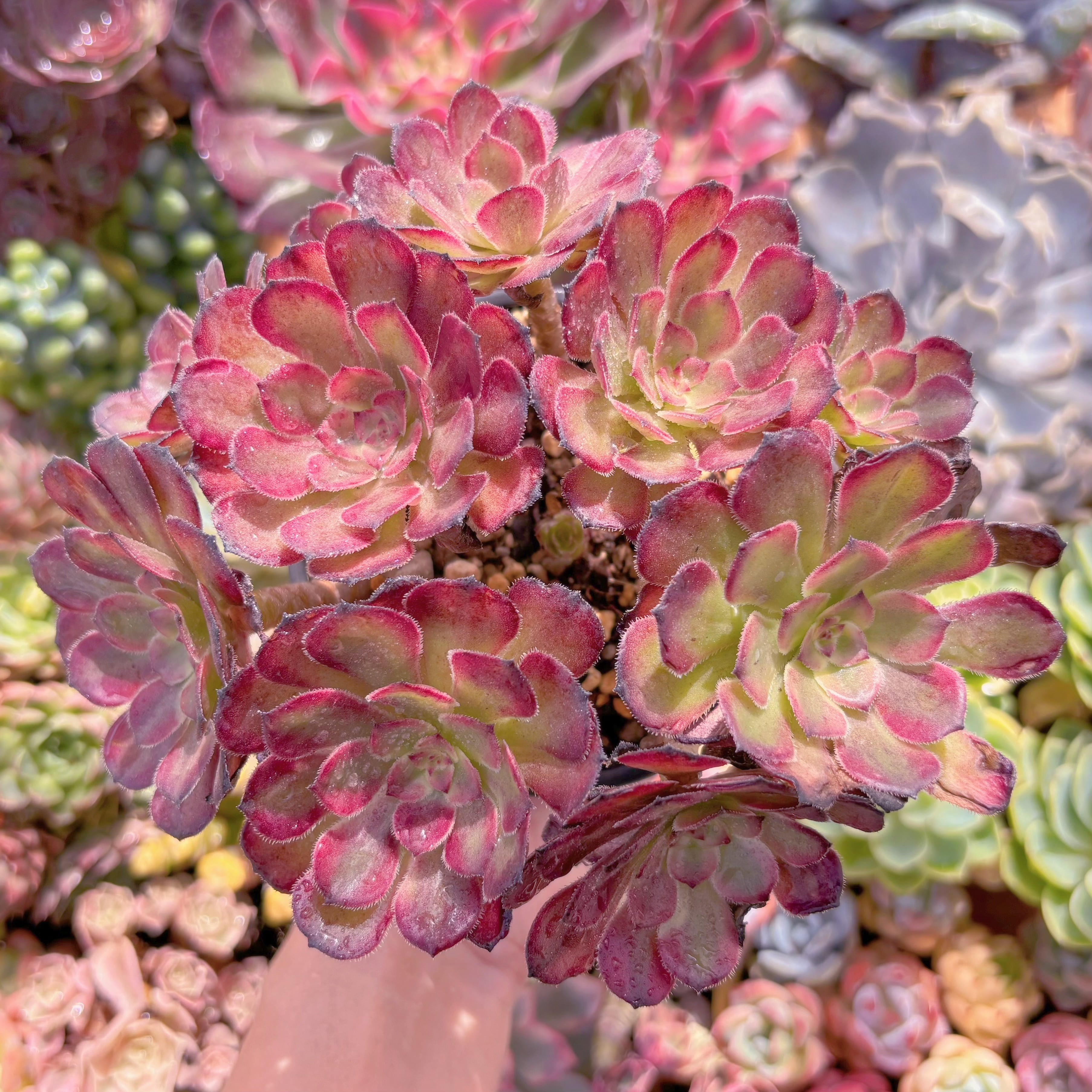 チェリー 多肉植物 新入荷 超レア 多肉植物 ブラックチェリー るる農園 10センチ鉢