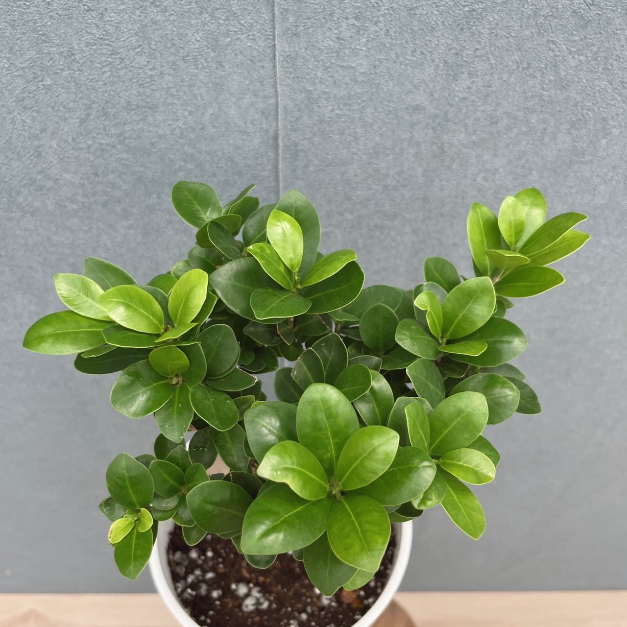 現品］5番 ガジュマル 接木 6号 観葉植物 室内 ニンジンガジュマル