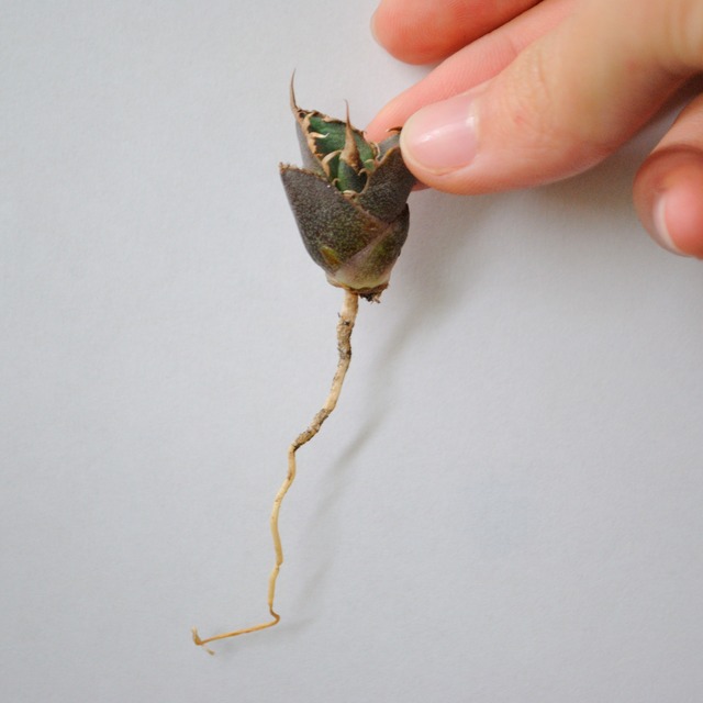 アガベ チタノタ シーザー 凱薩 no.2