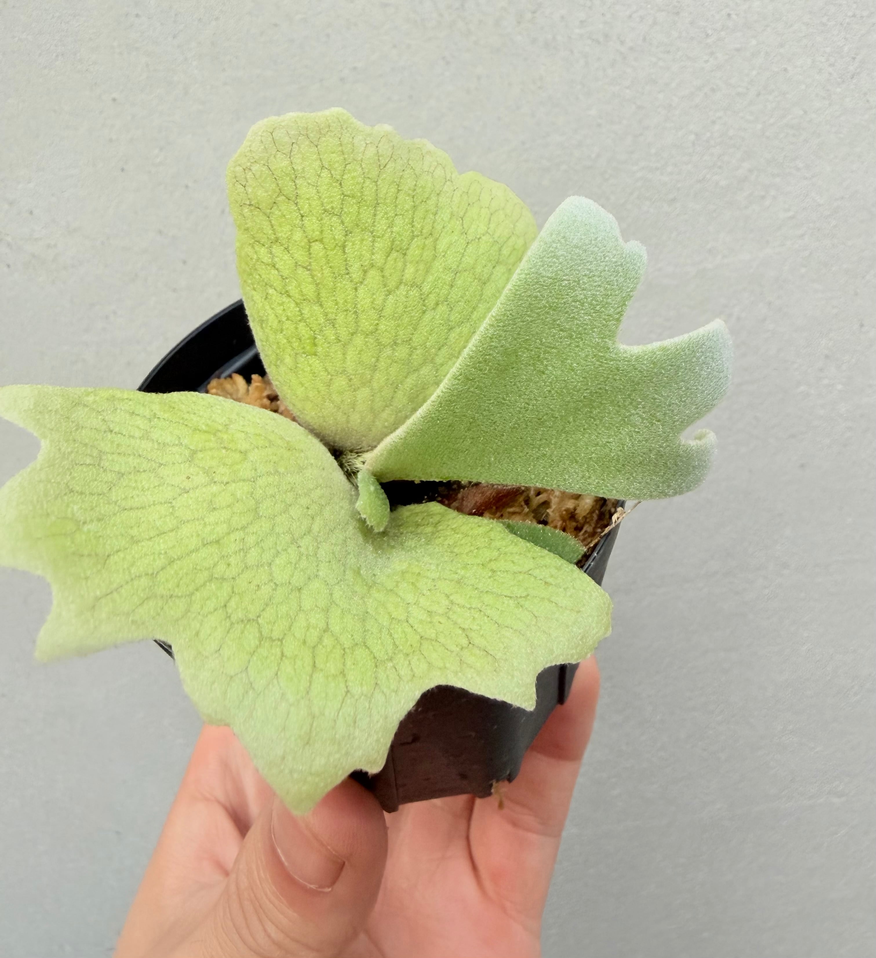 ビカクシダ P.willinckii Frosty Maiden spore grown c) P. willinckii 'Frosty Maiden' spore grown ③ビカクシダ