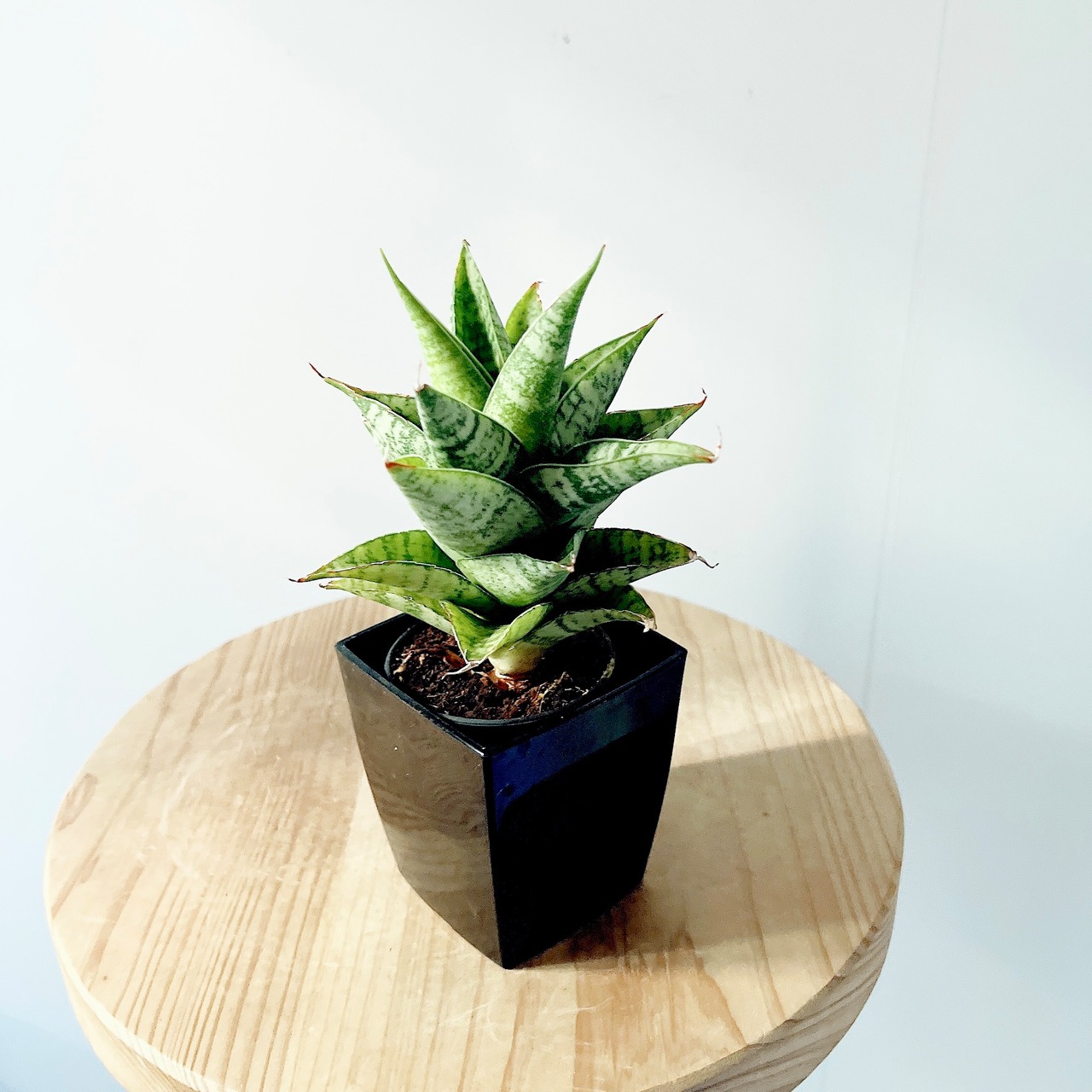 サンスベリア ピアノ  コンパクトで洗練された佇まい 観葉植物 calm cafe
