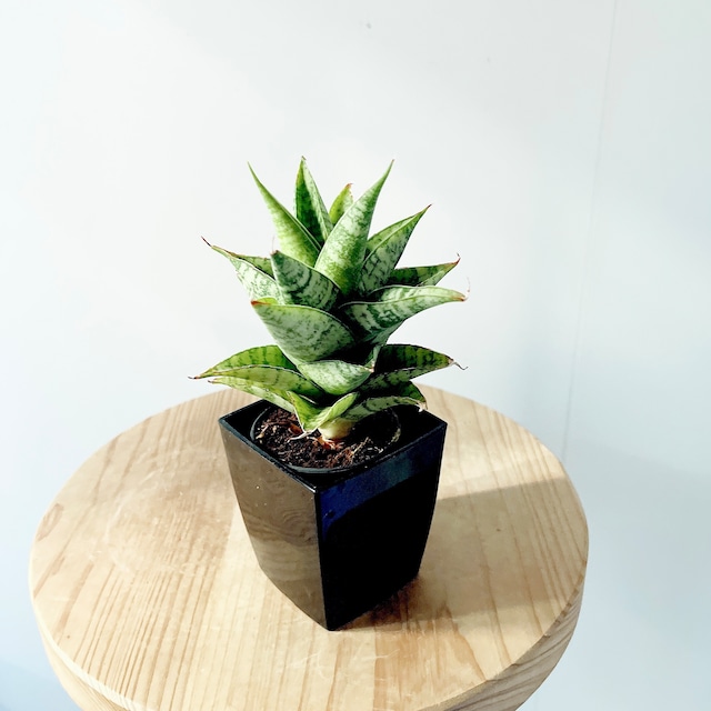 《希少・美株》サンスベリア ピアノ  コンパクトで洗練された佇まい 観葉植物 calm cafe