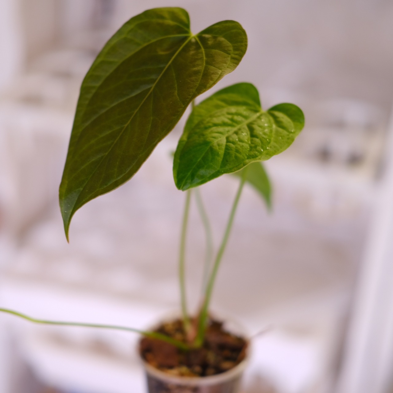 Anthurium Queen of Heart│アンスリウム クイーン オブ ハート│観葉植物