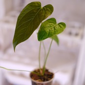 Anthurium Queen of Heart│アンスリウム クイーン オブ ハート│観葉植物