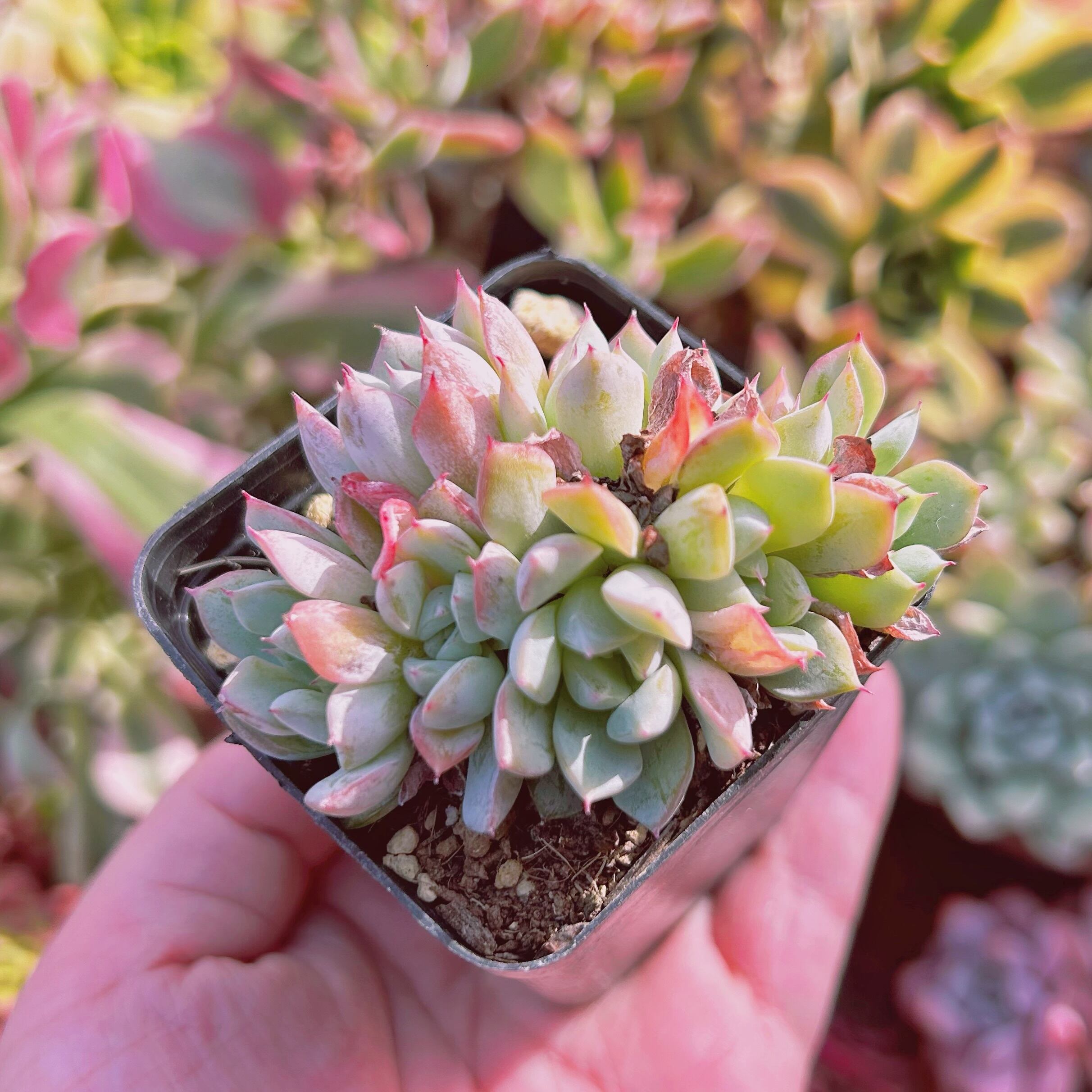 現物　多肉植物　Echeveria  新品種　ヒューゴ　抜き苗