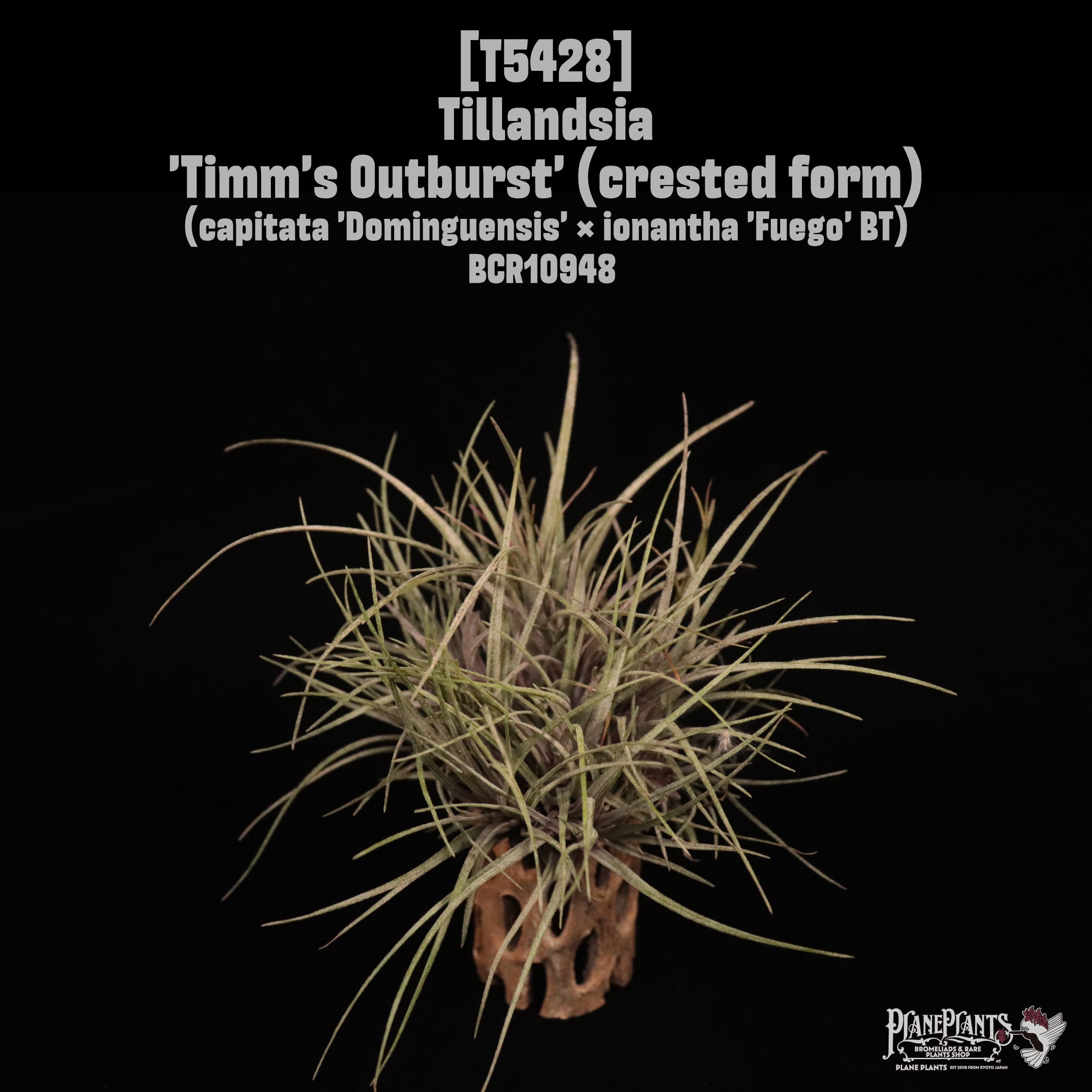 □ IN STOCK [販売中商品] | plane plants