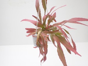 Kimnachia ramulosa　実生株　４号　吊り鉢　着脱受け皿付き