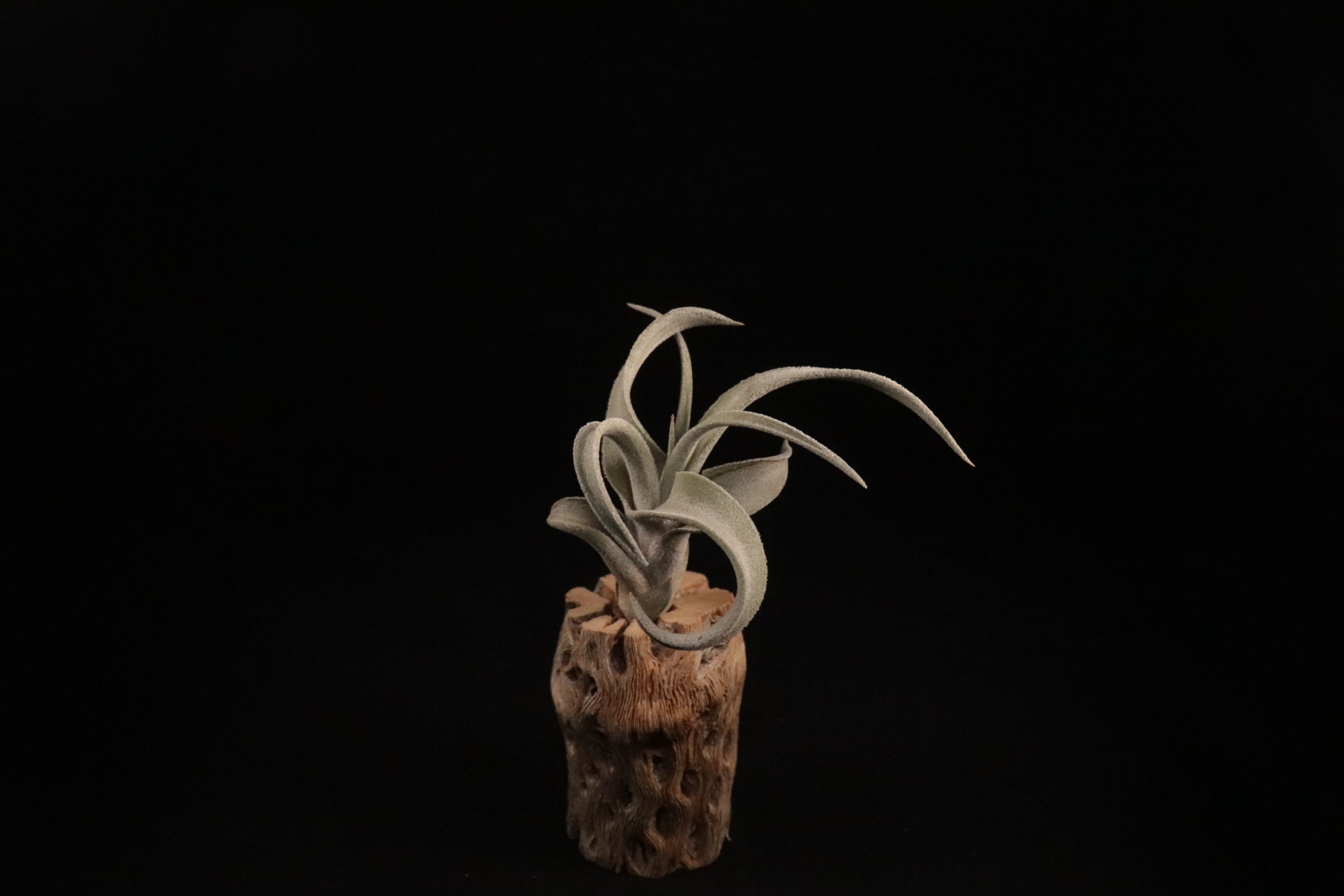 reserved】'Bea Correale' 〔エアプランツ〕現品発送T4017 | plane plants