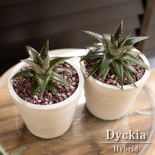 Dyckia ディッキア ハイブリッド 2個セット 交配種 子株付き 多肉植物 サボテン