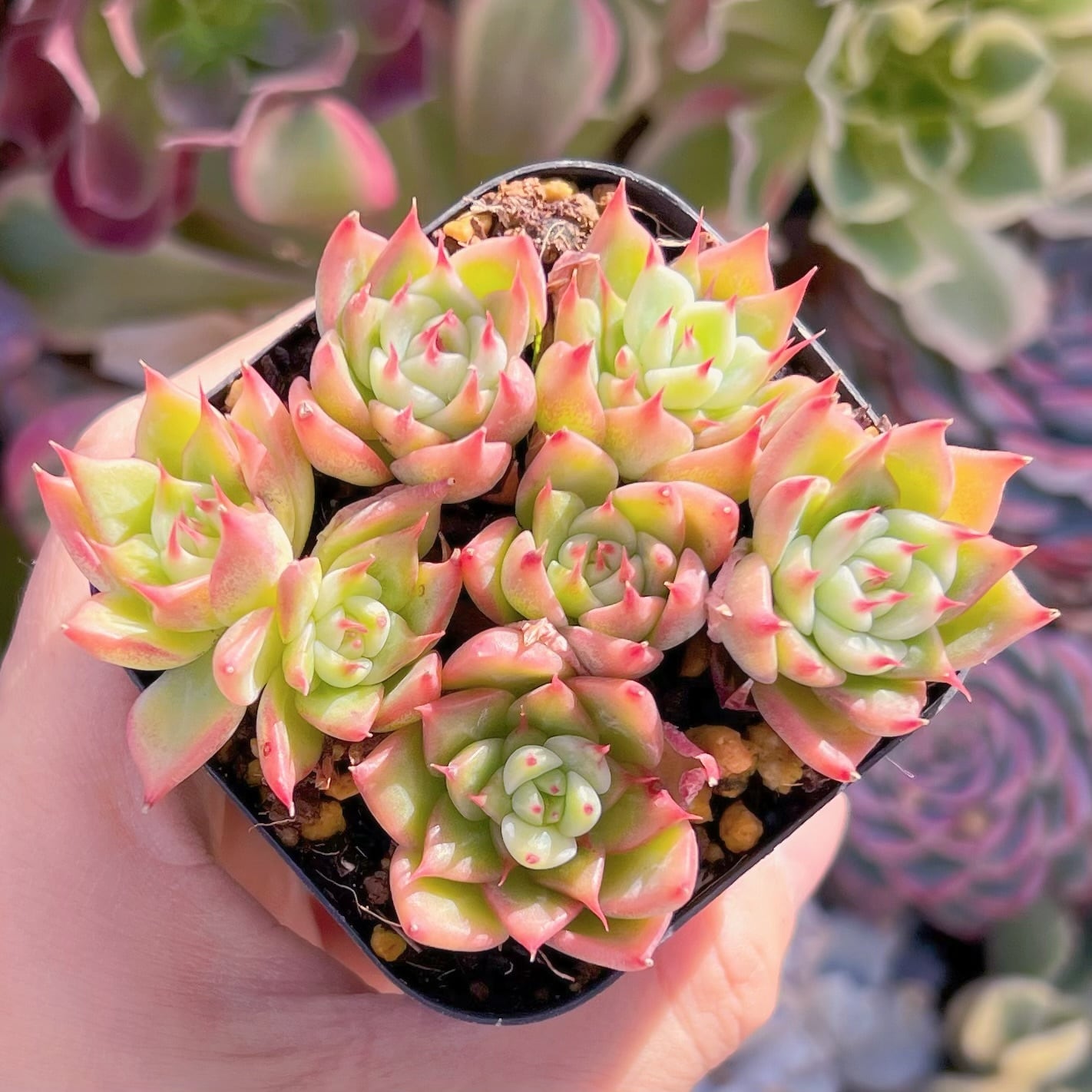 現品　リンゼアナ#826   るる農園