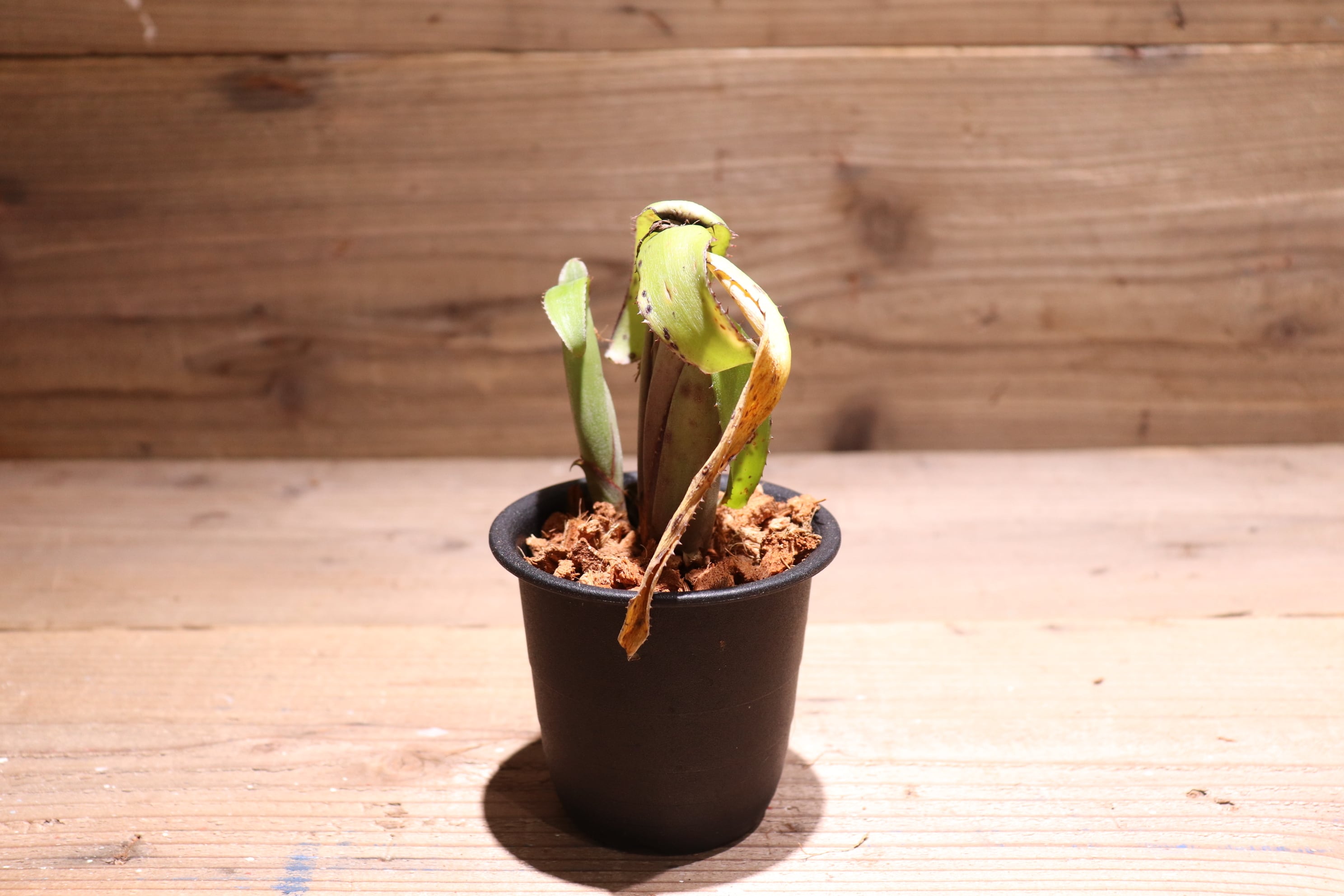 送料無料】Aechmea brevicollis〔エクメア〕現品発送A0046 | plane plants
