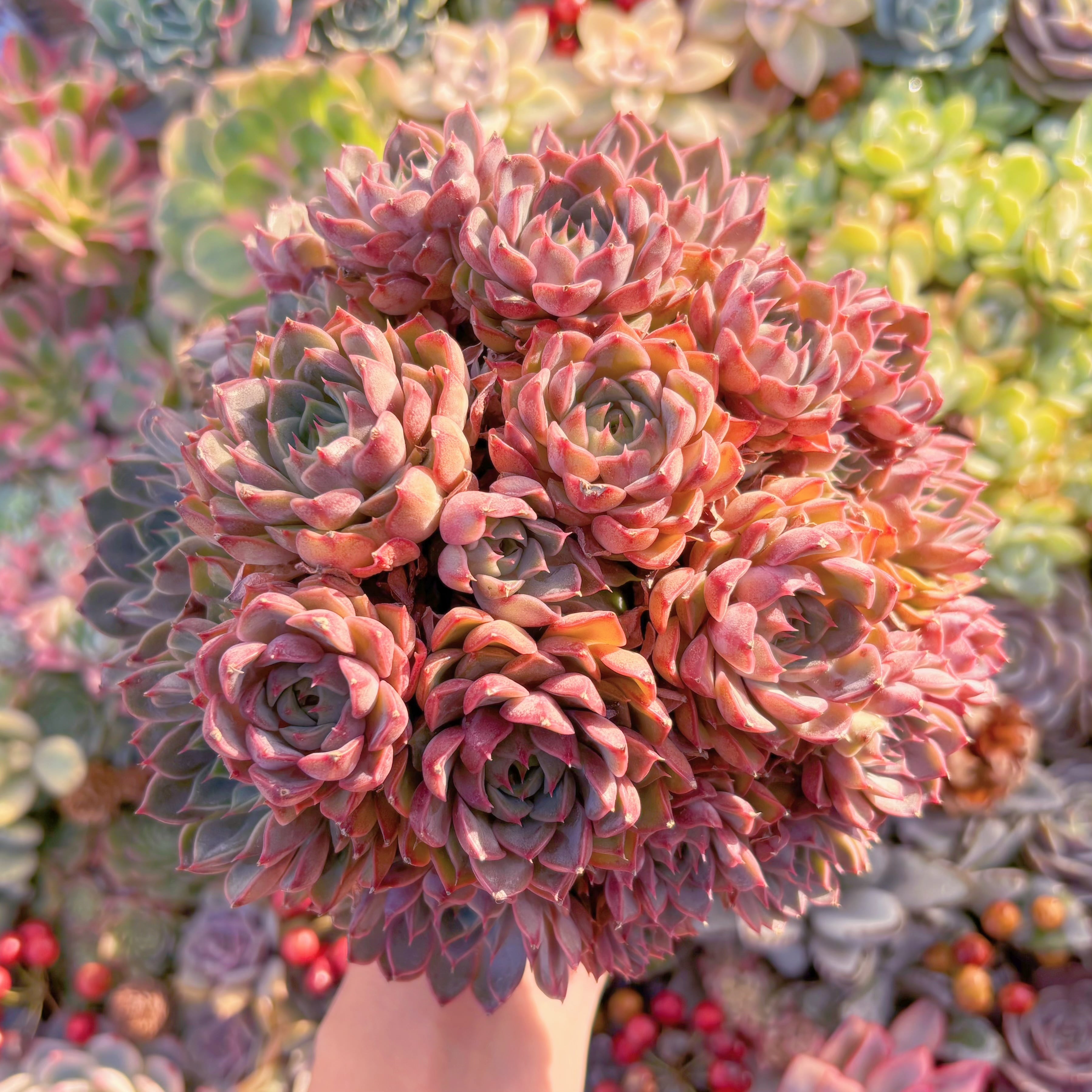 現品　シャルルローズ#C20　特大群生　るる農園