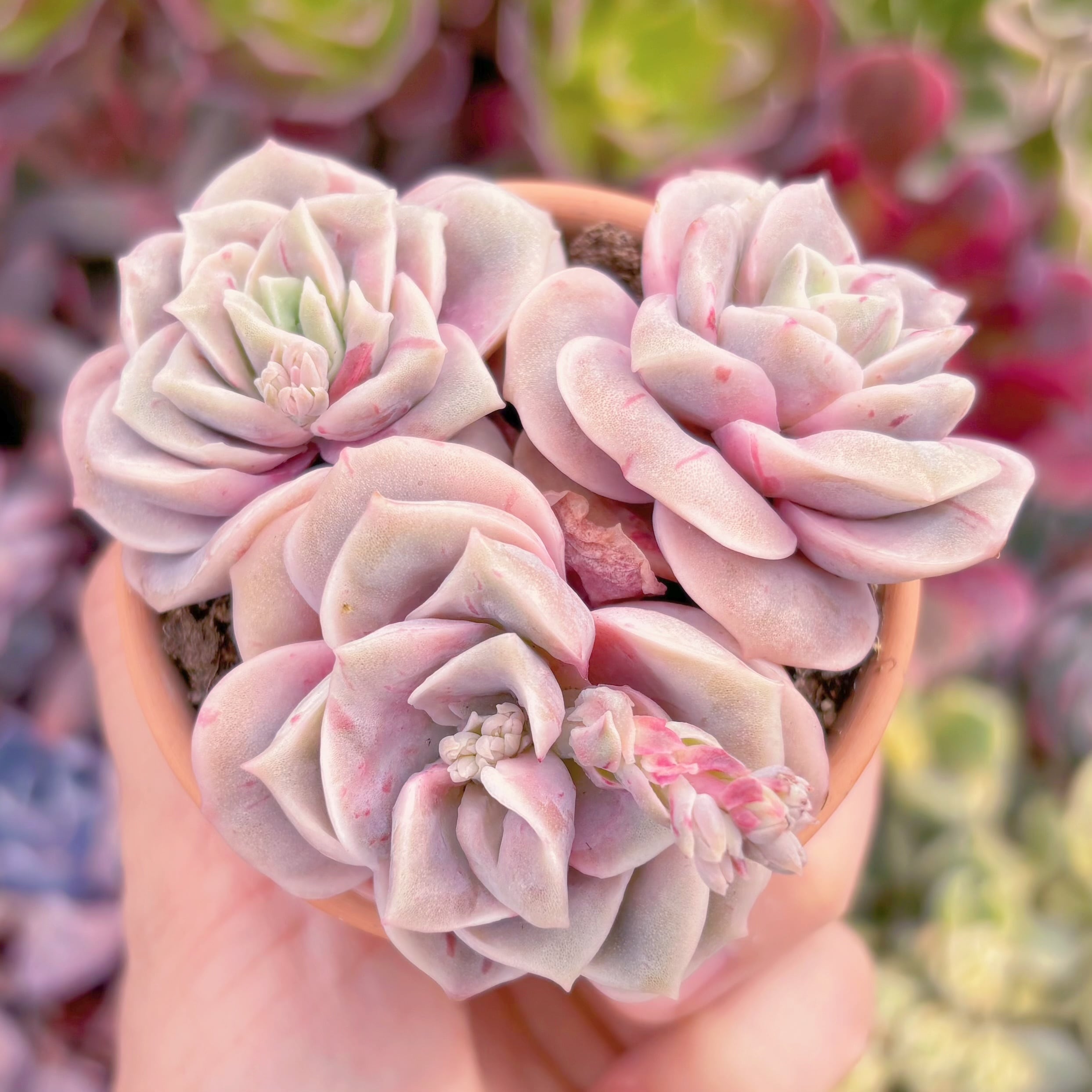 現品　ラブリーローズ錦(赤斑)#817　るる農園