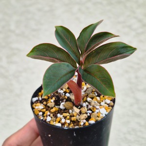 AM5 ♡レア〚 アモルフォファルス アトロビリディス 〛 Amorphophallus Atroviridis 塊根植物 コーデックス