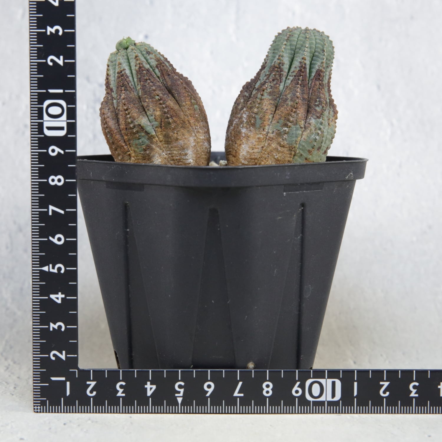 木質化 美模様 ダブルヘッド オベサ / ユーフォルビア | LIGHTHOUSE