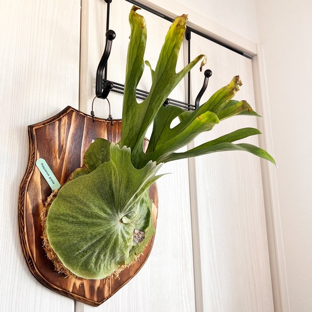 ビカクシダ グランデ 板付 【観葉植物 壁掛け コウモリラン】