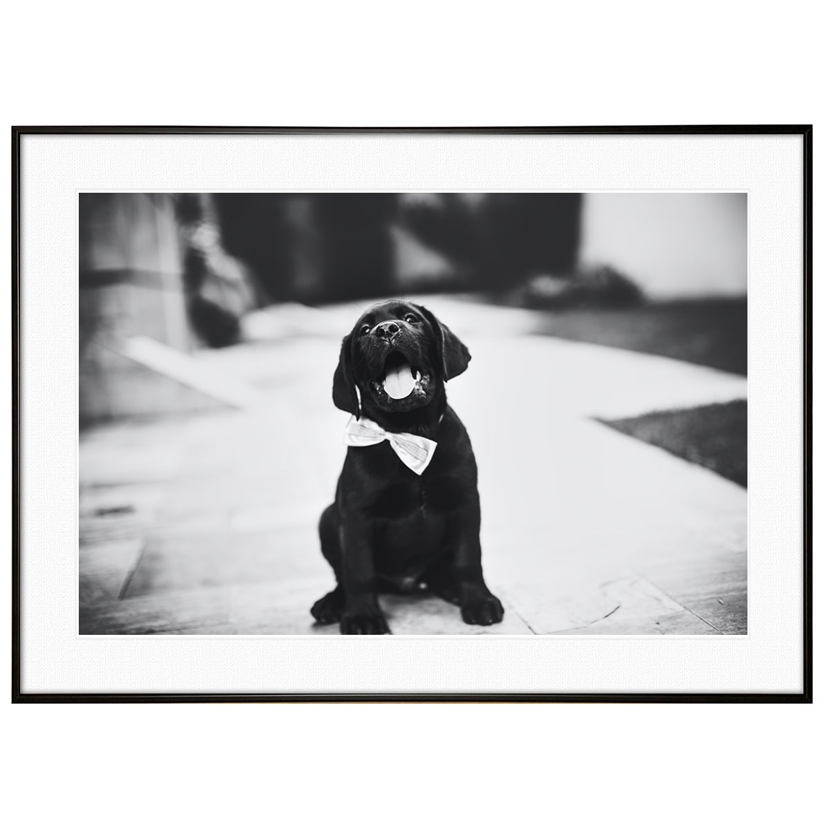 動物写真 犬 ラブラドールレトリーバー インテリア モノクロアート