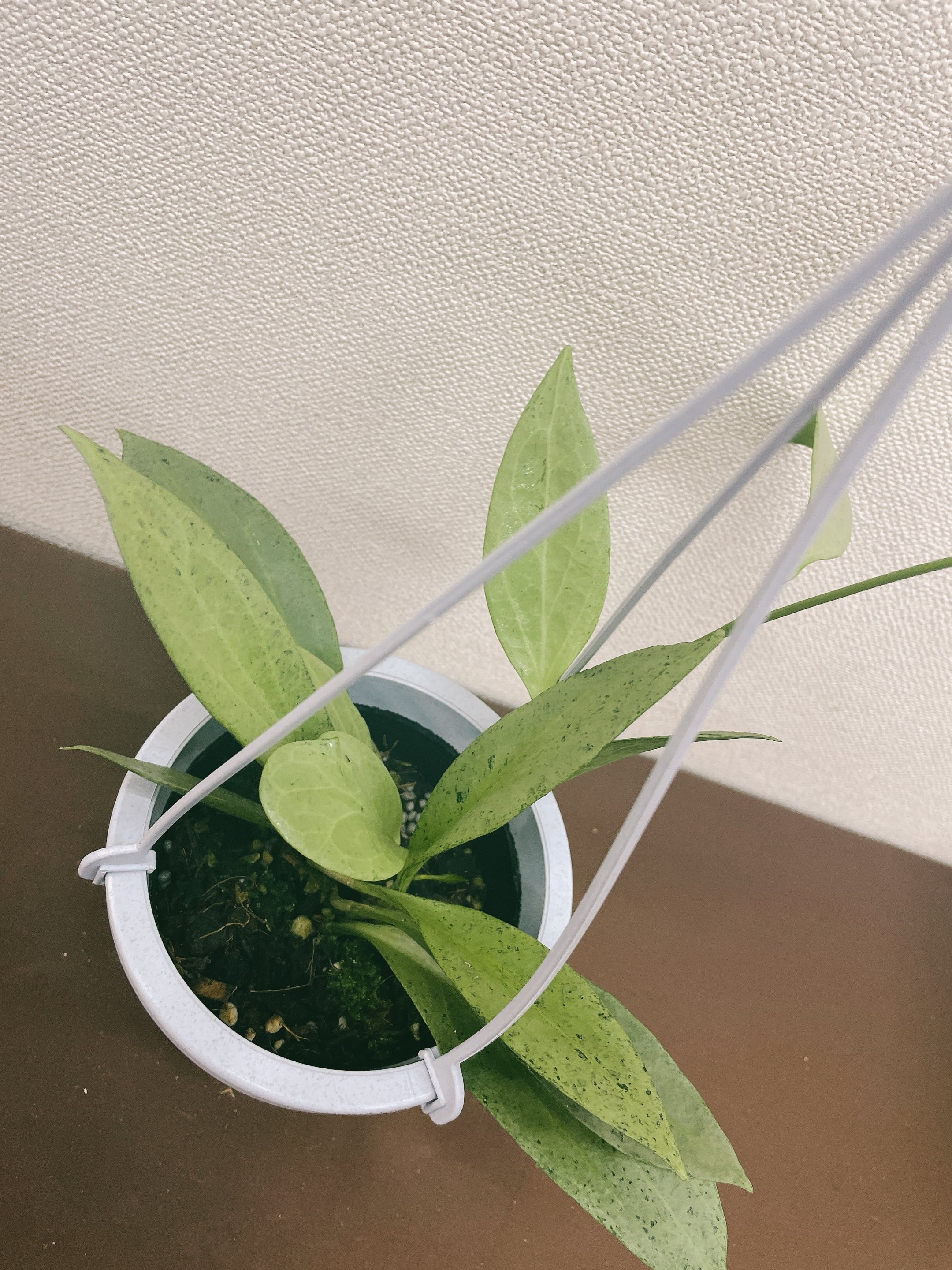 注目の ホヤ ニューギニア ゴースト 熱帯植物 着生植物 植物/観葉植物