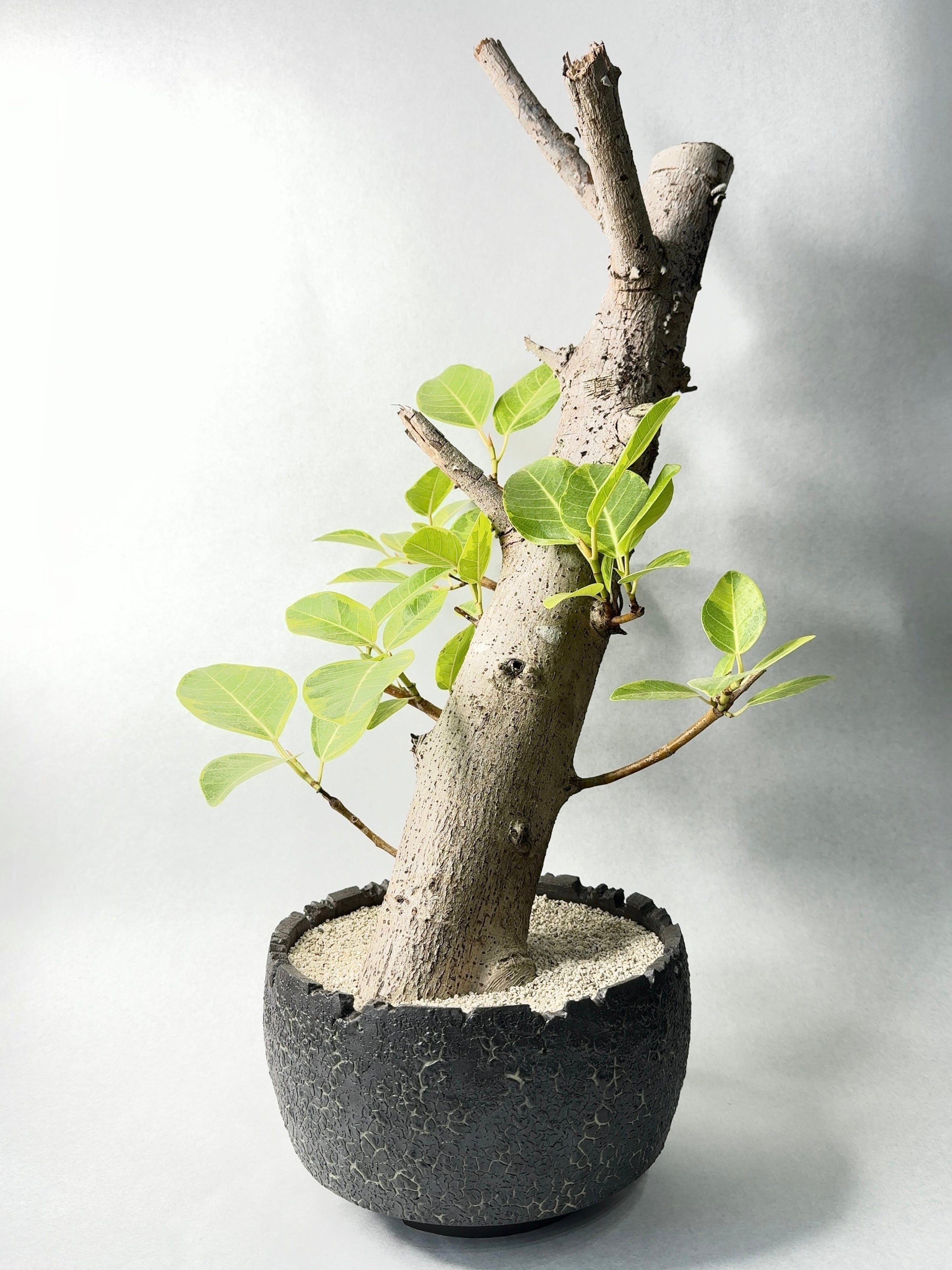 ドラセナ・キュンティ | trigger