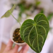アンスリウム・レガレ / Anthurium Regale㉓│観葉植物