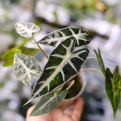 アロカシア バンビーノ イエロー / Alocasia bambino variegated 'Yellow'⑬ / 観葉植物