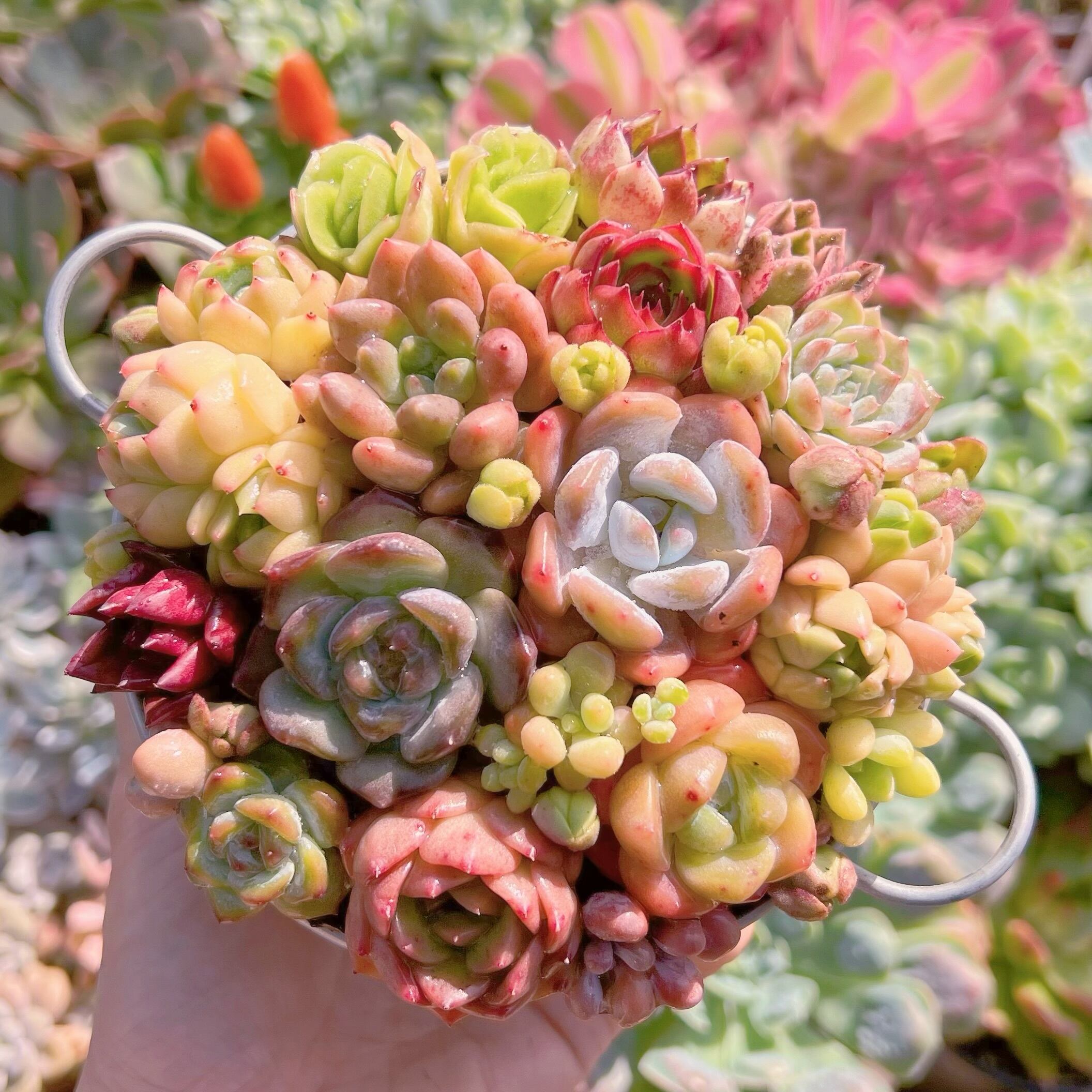 現物　寄せ植え鍋セット#716   るる農園