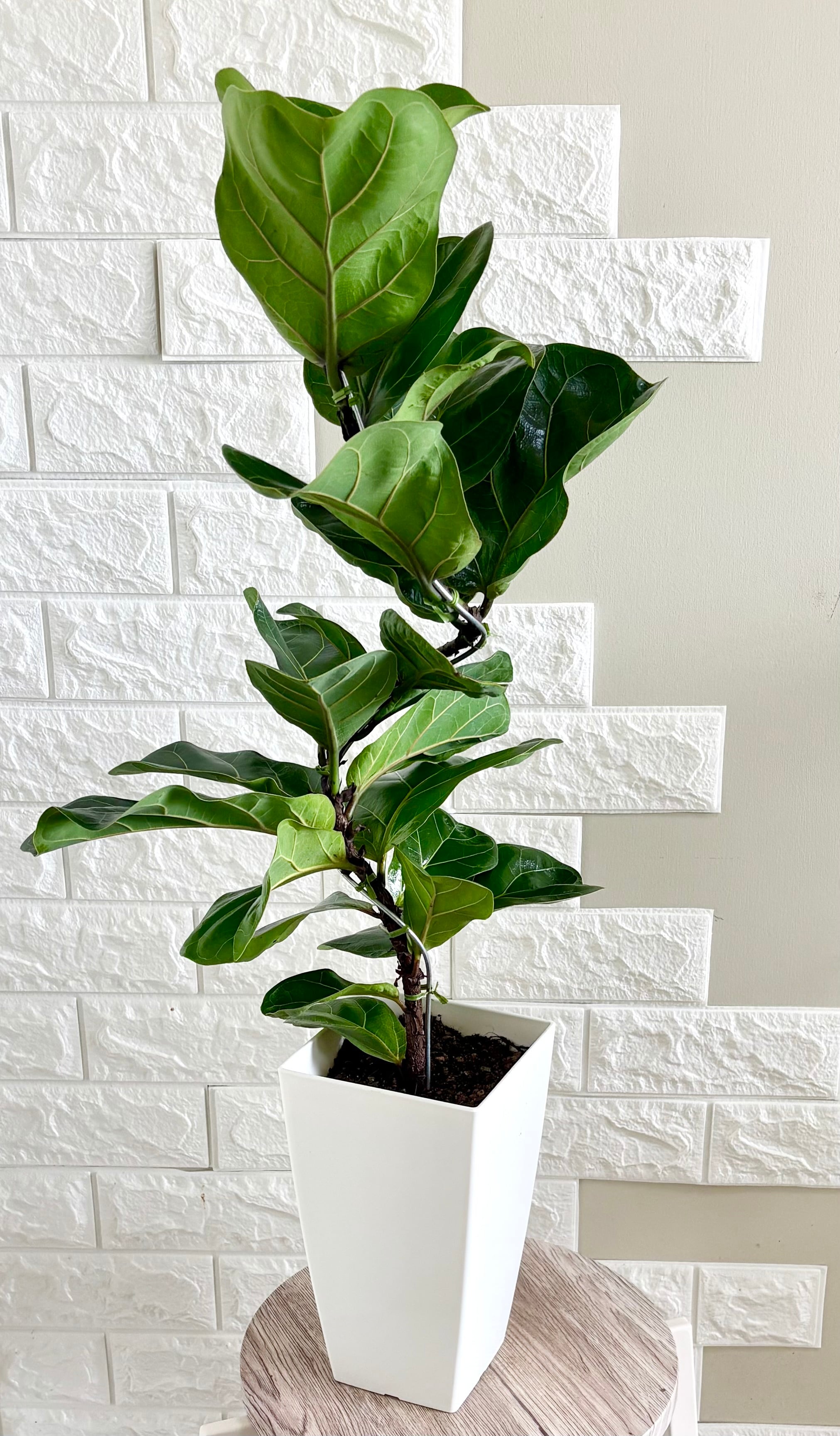現品】フィカスバンビーノ 曲がり樹形 6号鉢 観葉植物 | 観葉植物のお