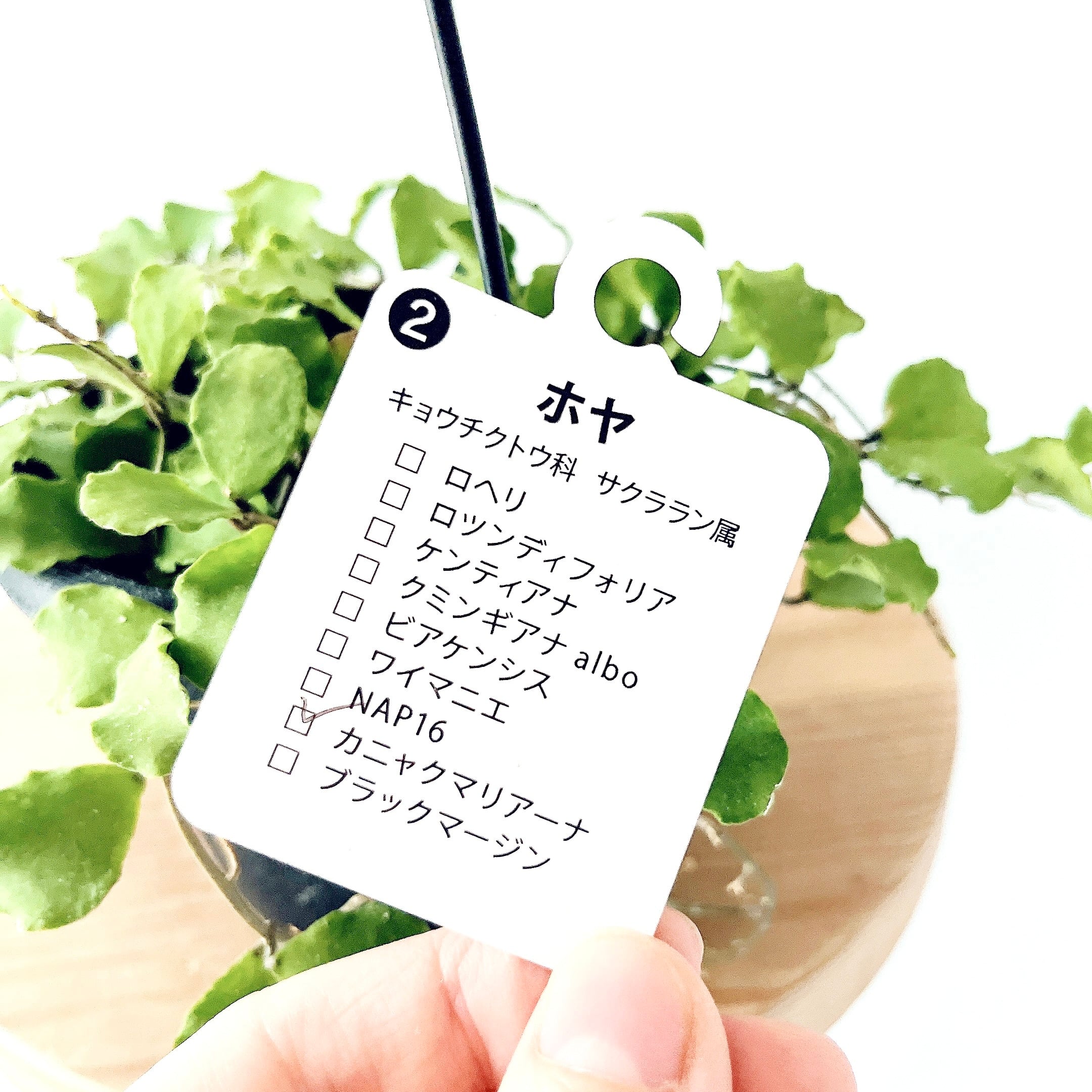 初入荷】ホヤ カニャックアリアーナ｜GreenBell × calm cafe | calm