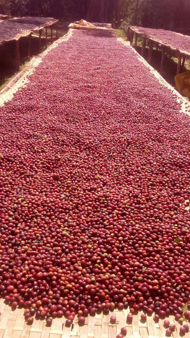 ETHIOPIA Hallo #19 Birhanu Dido Natural  コーヒー　生豆　500g