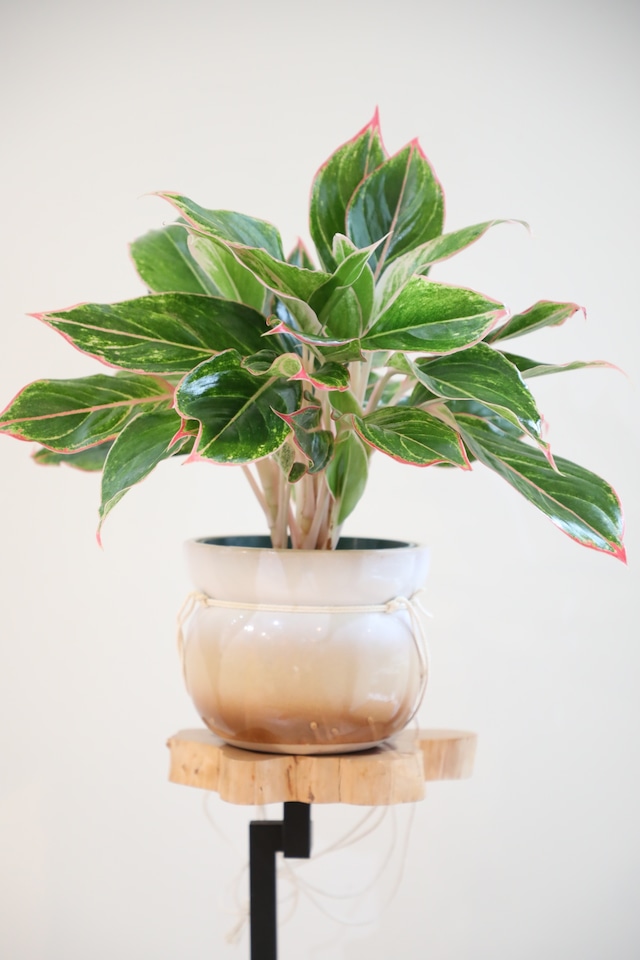 【M】アグラオネマ ピンクサイアム/Aglaonema Pink Siam ※北欧陶器鉢カバー付き