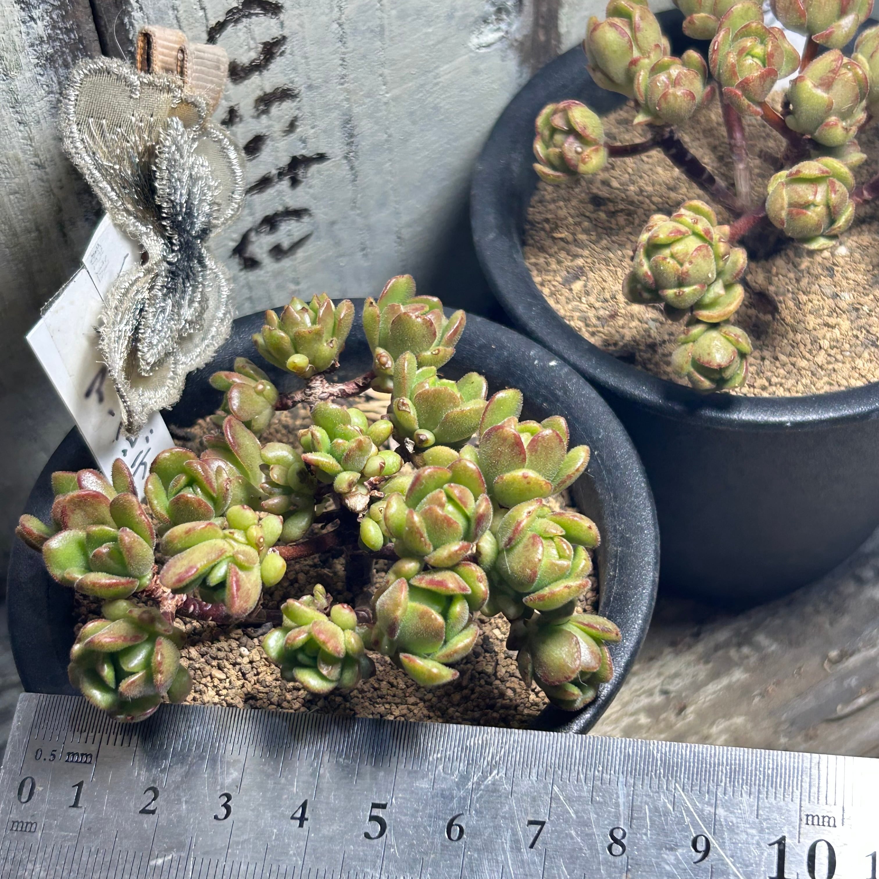 アーノルディ 多肉植物 アエオニウム アーノルディ(アエオニウム) | RuPo 多肉植物専門店