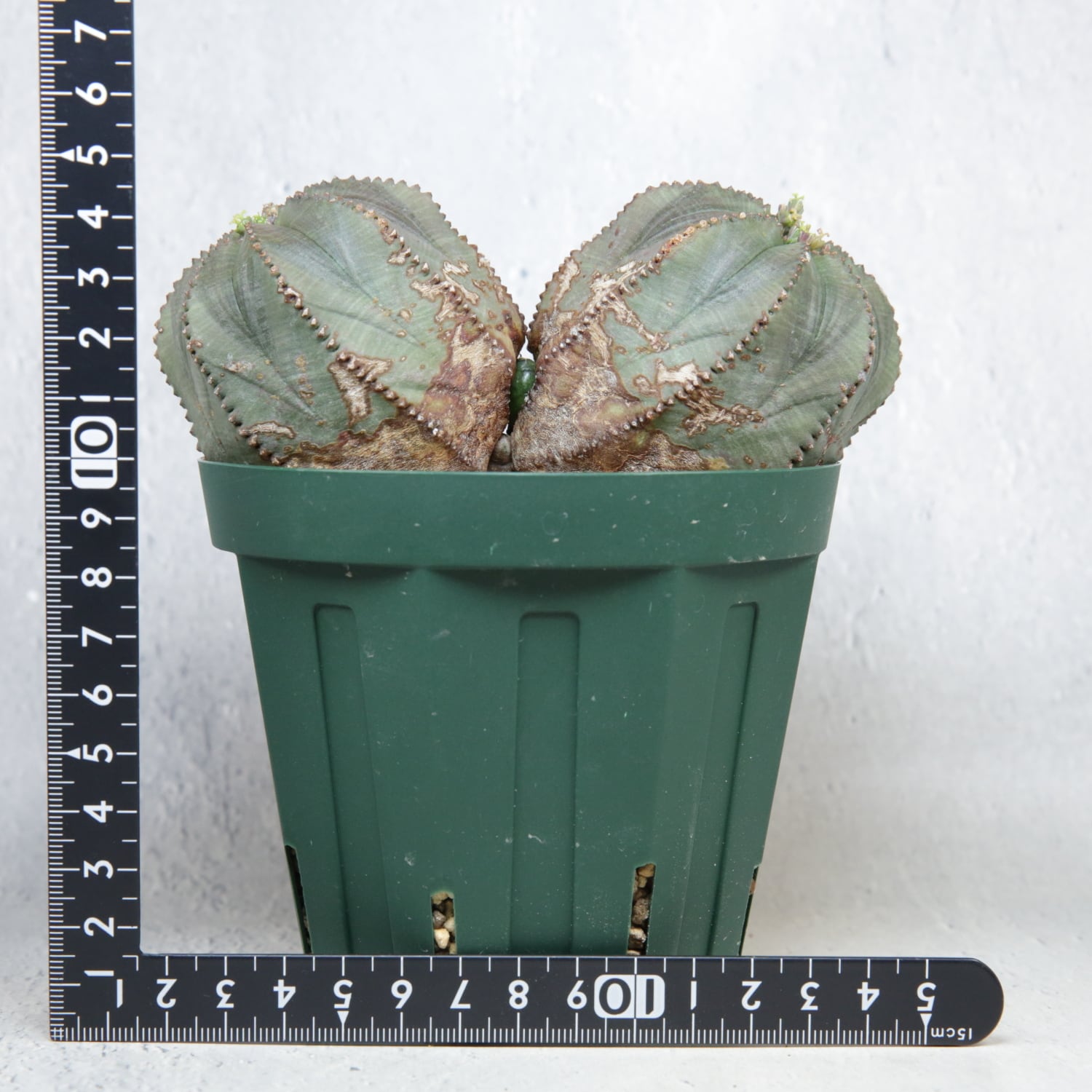 メス株 最大幅 約13.6cm ダブルヘッド オベサ / ユーフォルビア