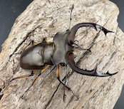 【WD】《フェアメイルミヤマ 雅安市産 54mm ペア》