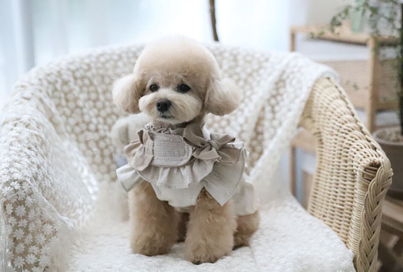 犬服・アクセサリー Lana XL/即納【COZY N】Cozyn Linen Harness《BeigeStripe》 | haneulpet