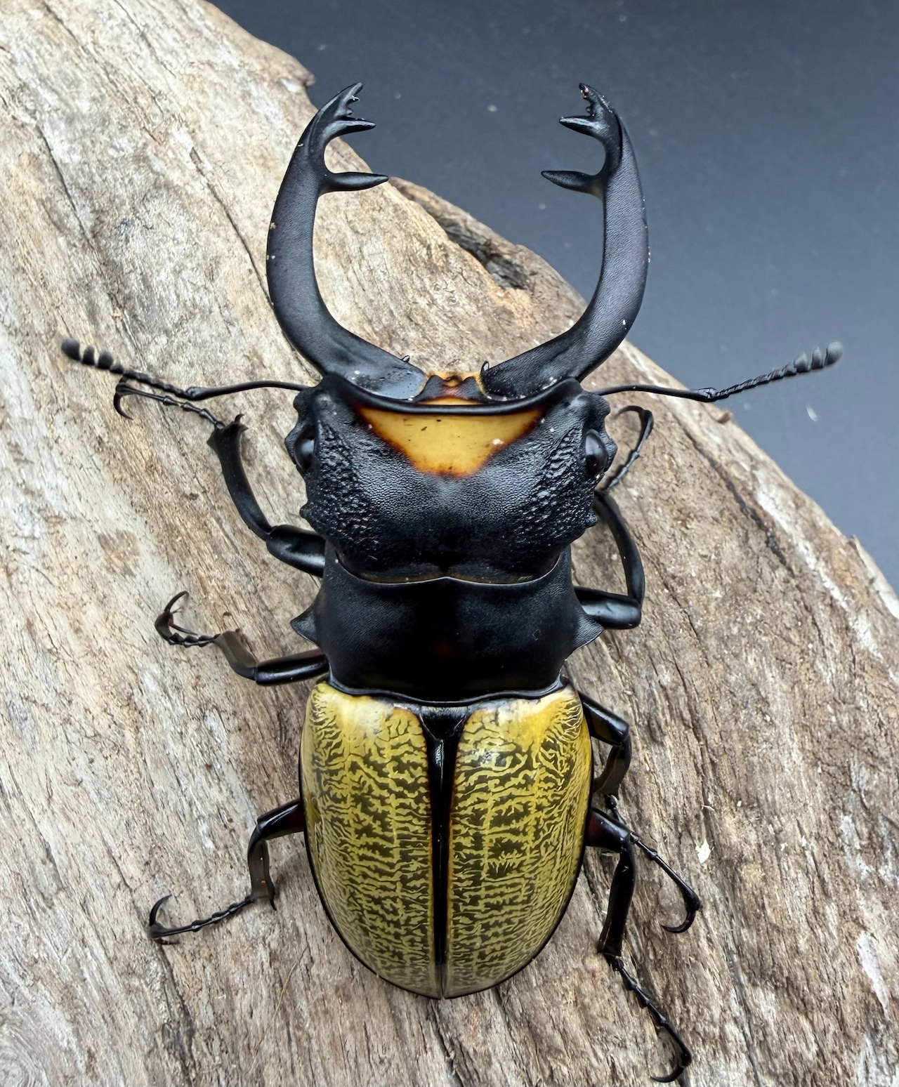 【WD】《スペクタビリスツヤクワガタ 74mm ペア》