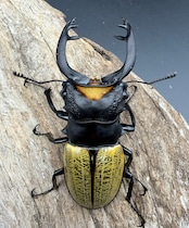 【WD】《スペクタビリスツヤクワガタ 74mm ペア》