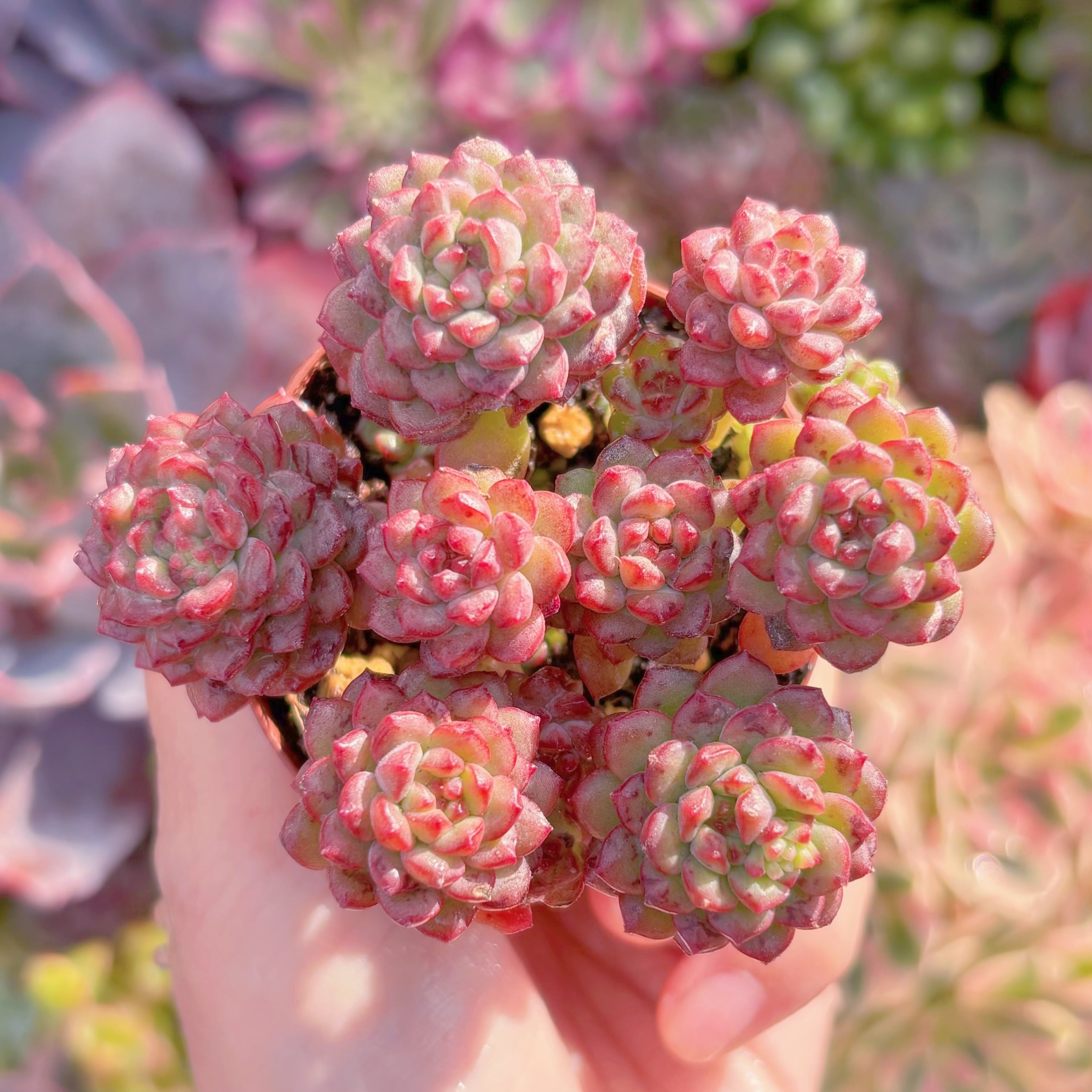 多肉植物　コルネット　群生sサイズ　在庫僅少　新入荷　るる農園